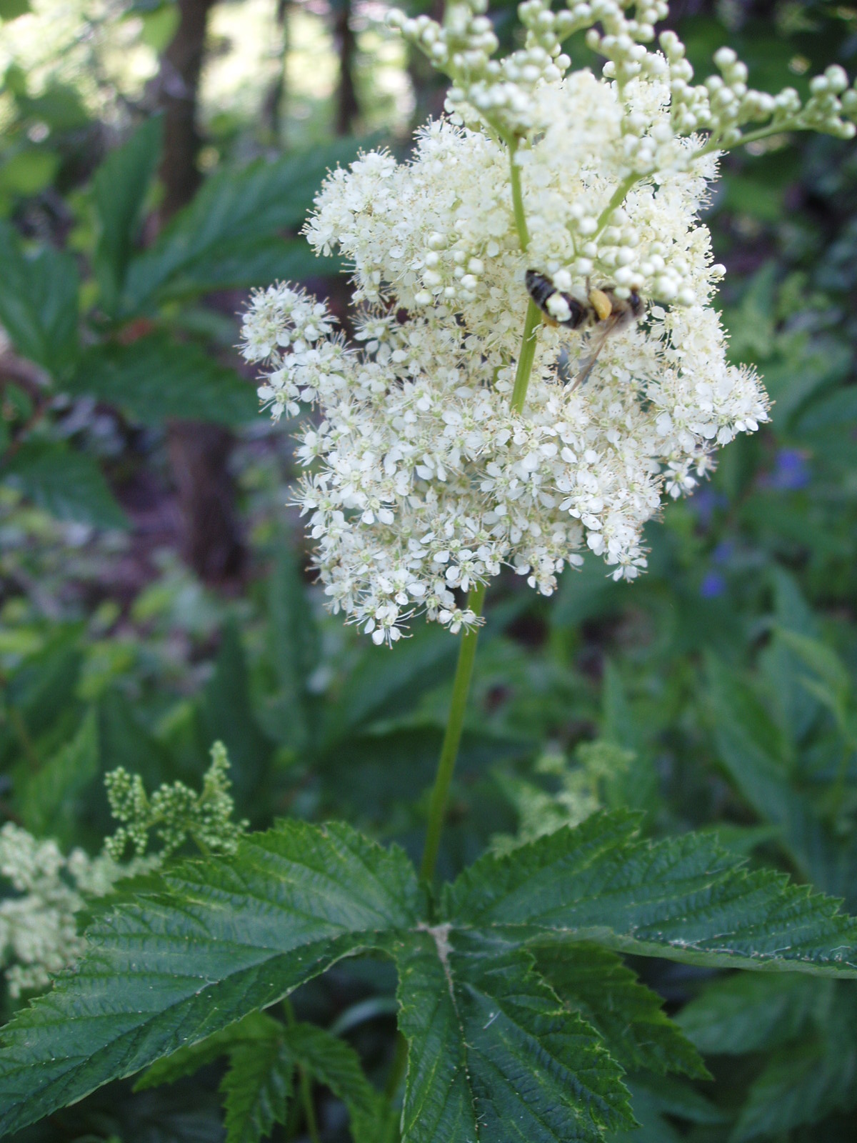 Царица лугов — Лабазник вязолистный (Filipendula ulmaria) – Народные проекты